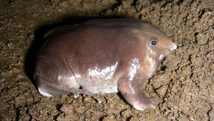 Purple Frog животное