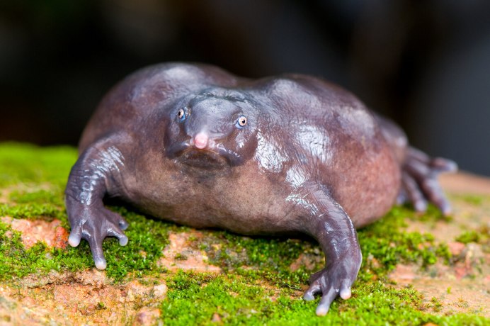 Лягушка Nasikabatrachus sahyadrensis