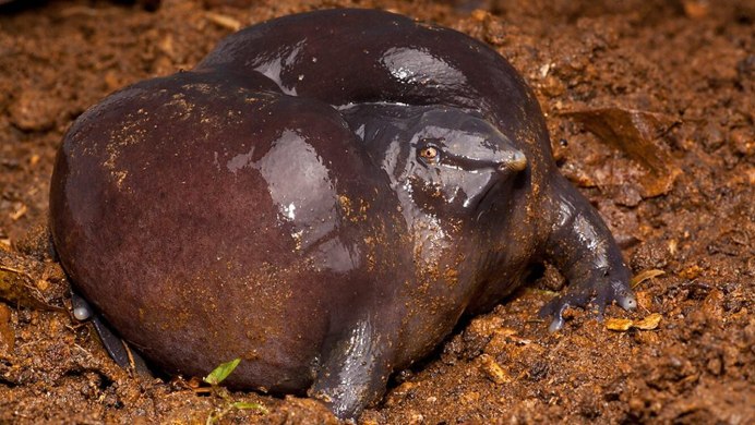 Лягушка Nasikabatrachus sahyadrensis