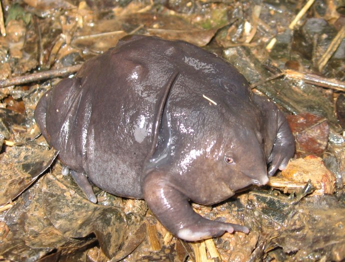Лягушка Nasikabatrachus sahyadrensis