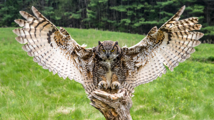 Сова с расправленными крыльями