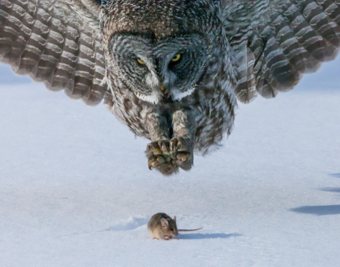 Бородатая неясыть охотится