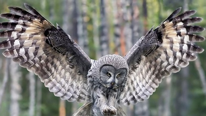 Сова неясыть летит