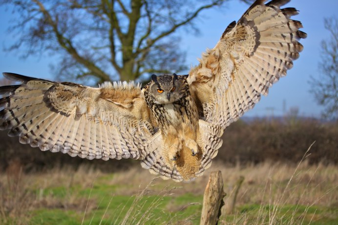 Размах крыльев Филина