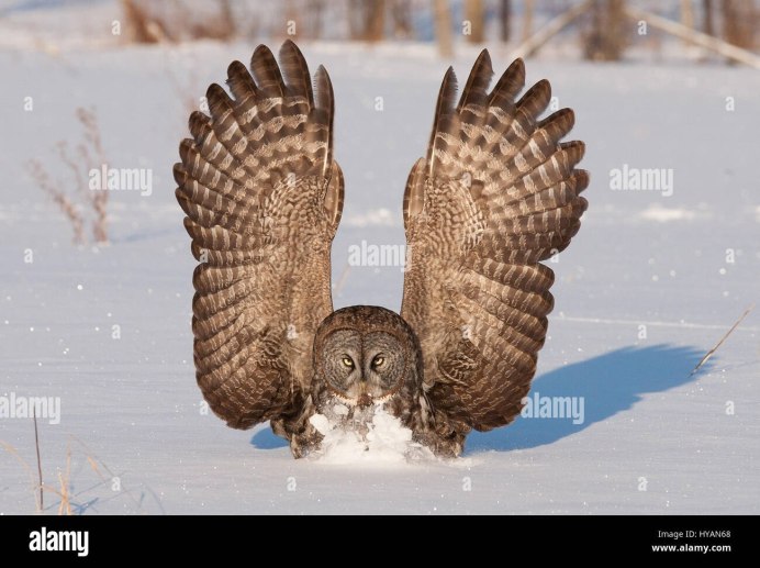 Сова в атаке
