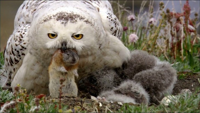 Полярная Сова ест леммингов