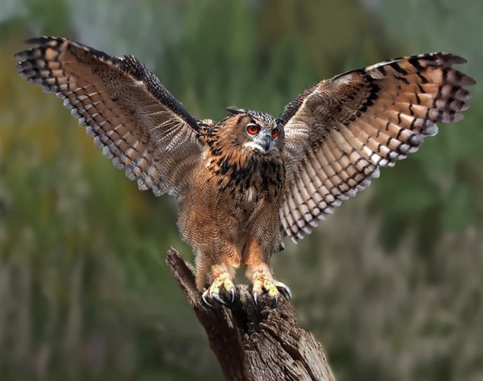 Филин с расправленными крыльями