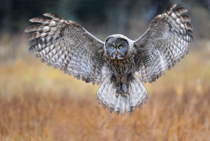 Серая неясыть в полете