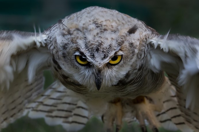 Виргинский Филин