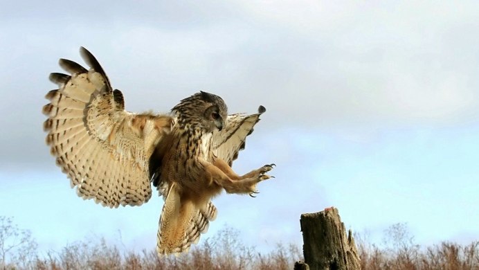 Чучела белой птиц