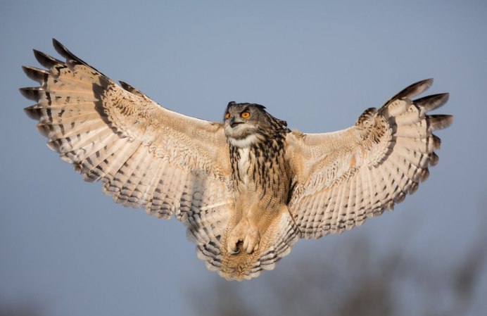 Размах крыльев Филина