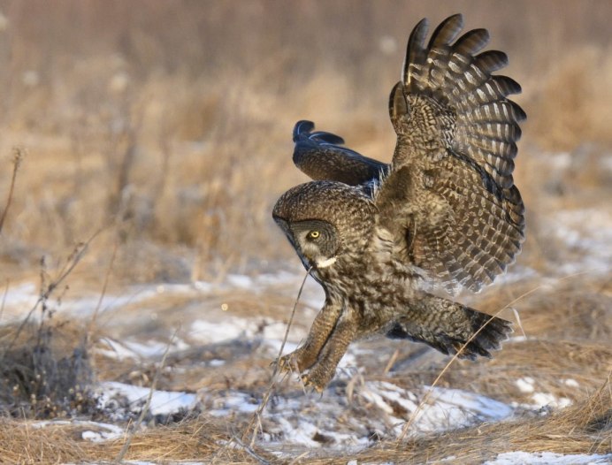 Сокол канюк охота