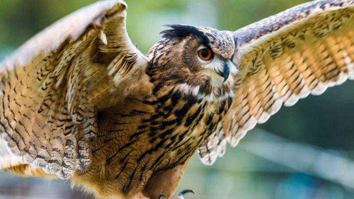 Сова в полете