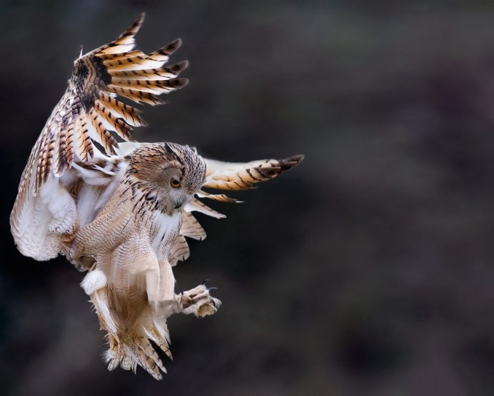 Филин в полете