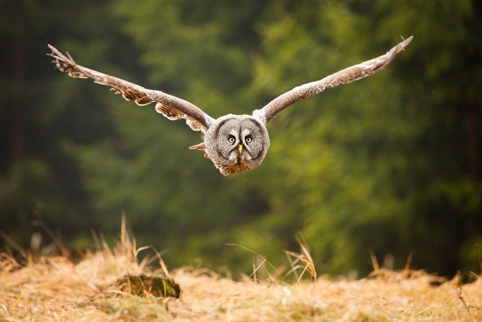 Совы Подмосковья