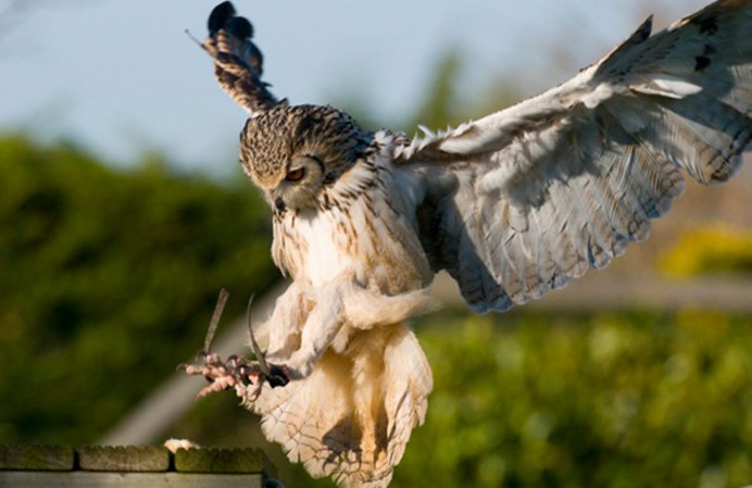 Филин атакует