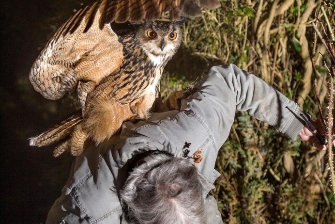 Сипуха и ястреб