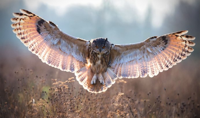 Неясыть птица размах крыльев