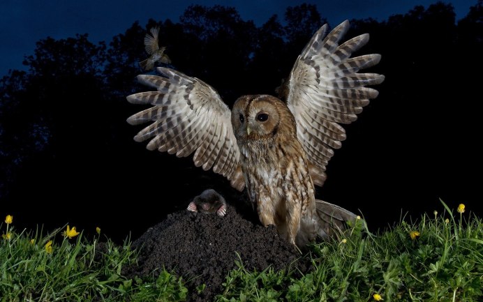 Ночные птицы