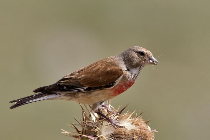 Реполов птица самка и самец