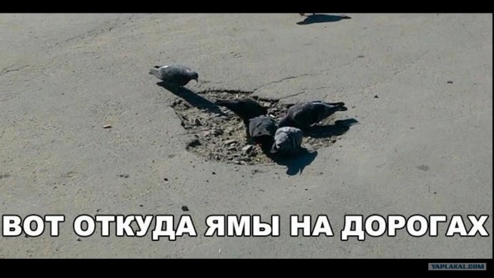 Голубь леопардовый