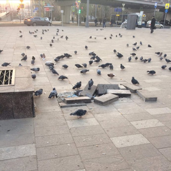 Голуби на земле