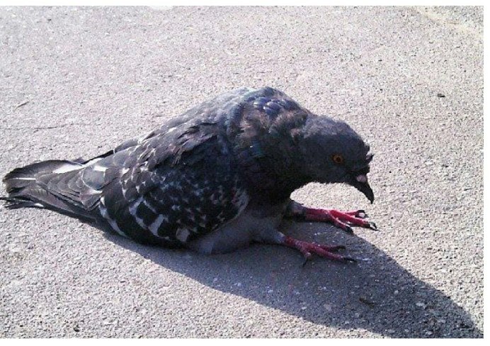Голубь зимой