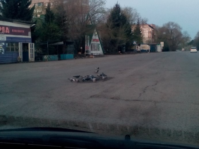 Птицы на улице