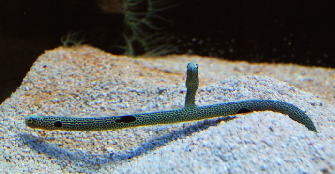Eel угорь