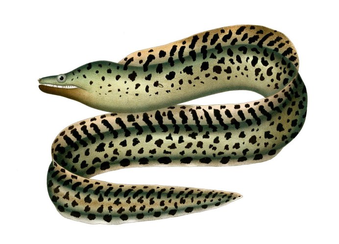 Рыба eel belut