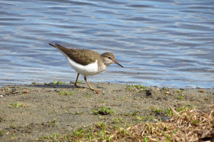 Кулик Sandpiper 1965