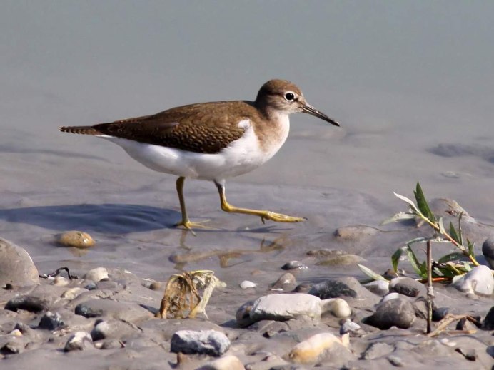 Перевозчик (Actitis hypoleucos)