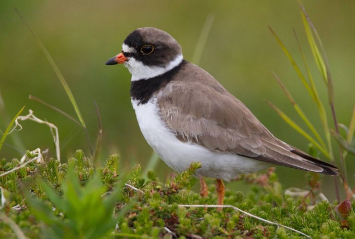 Галстучник (Charadrius hiaticula)