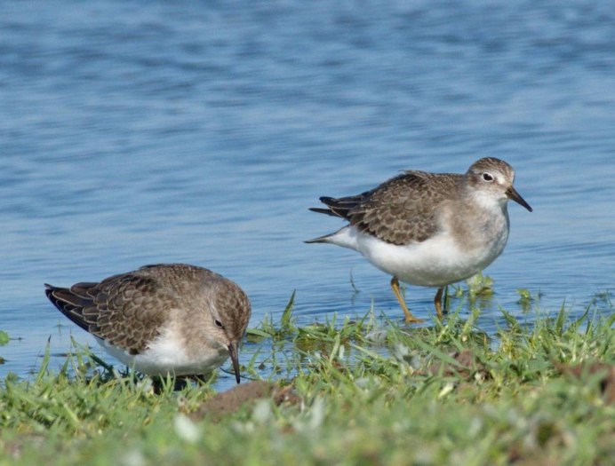 Белохвостый песочник (Calidris temminckii)