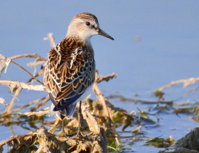 Кулик-Воробей - Calidris minuta