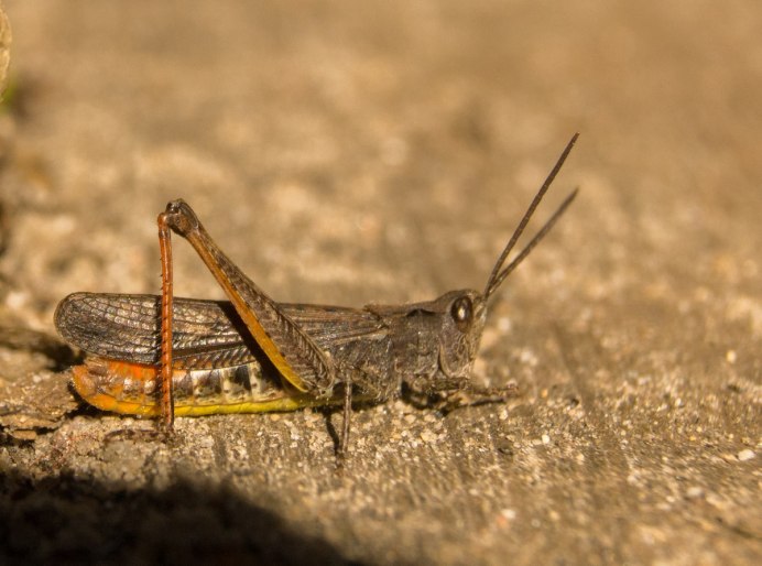 Locustana pardalina