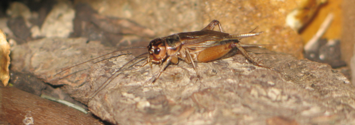 Tettigonia viridissima l.
