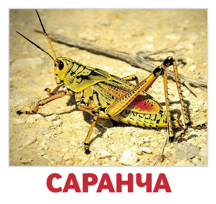 Королевский сверчок