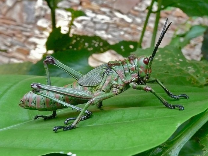 Decticus verrucivorus