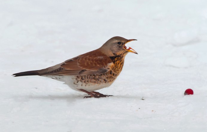 Дрозд-рябинник (turdus pilaris)