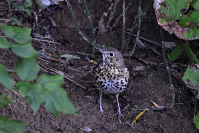 Turdus распространение