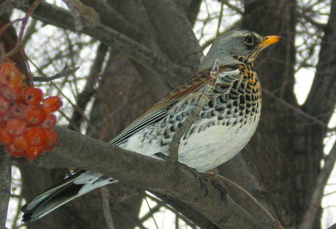 Рябчик (Bonasa bonasia)