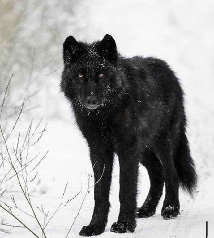 Волкособ вольфхунд