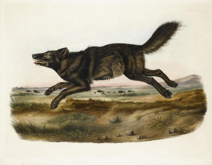 Флоридский чёрный волк вымерший