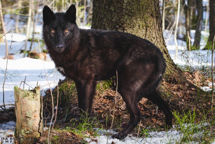 Волк меланист