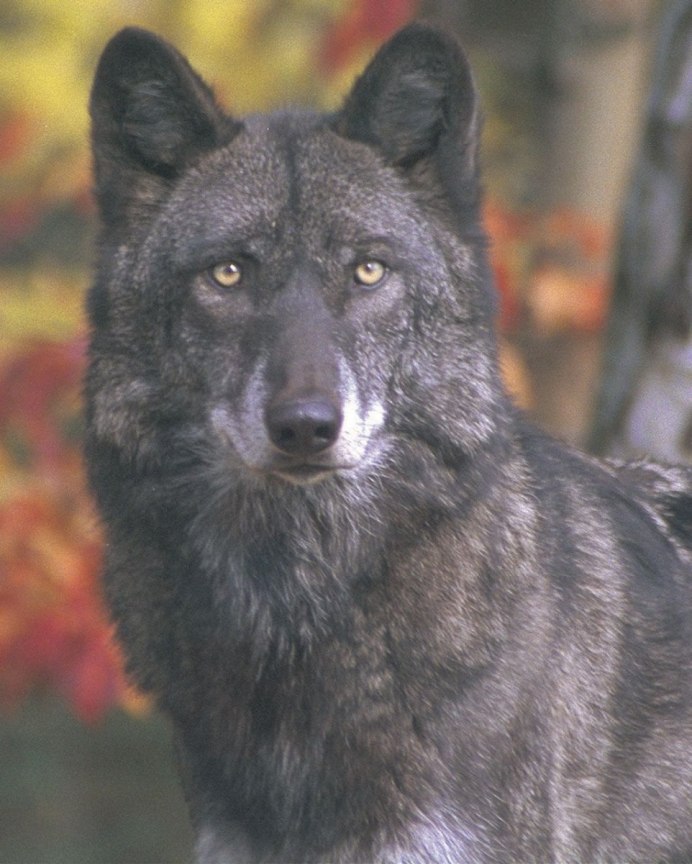 Чёрный канадский волкособ