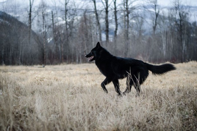 Канадский вольфхунд