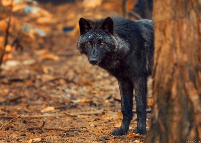 Канадский черный Бизоний волк