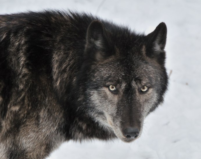 Канадский вольфхунд