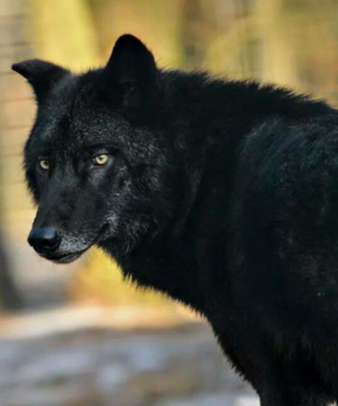 Канадский волк меланист